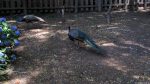 Gold Reef City: Pfau