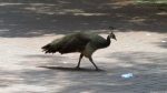 Gold Reef City: Pfau