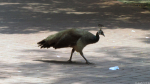 Gold Reef City: Pfau