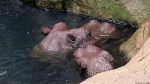 Gold Reef City: Nilpferde (Attrappen)