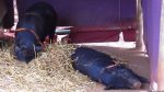 Gold Reef City: Schweine
