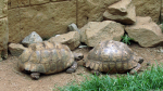 Gold Reef City: Schildkröten