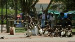 Zulu-Tänzer in Durban