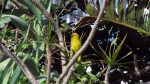 Vogel in Gonubie