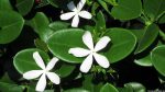In Gonubie