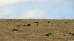 Sekretär zwischen Swellendam und Bredasdorp