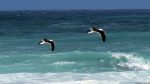 Am Cape Agulhas: Möwen