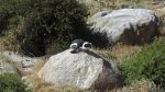 Pinguine in Simon\'s Town