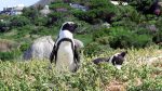 Pinguine in Simon\'s Town