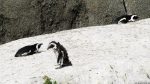 Pinguine in Simon\'s Town