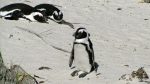 Pinguine in Simon\'s Town