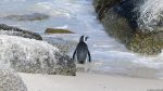 Pinguine in Simon\'s Town