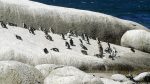 Pinguine in Simon\'s Town