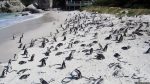 Pinguine in Simon\'s Town