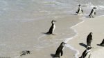 Pinguine in Simon\'s Town