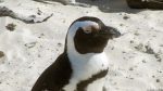 Pinguine in Simon\'s Town