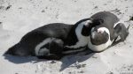 Pinguine in Simon\'s Town