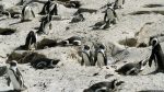 Pinguine in Simon\'s Town