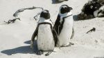 Pinguine in Simon\'s Town