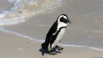 Pinguine in Simon\'s Town