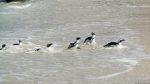 Pinguine in Simon\'s Town
