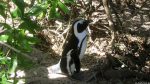 Pinguin in Simon\'s Town