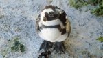 Pinguin in Simon\'s Town
