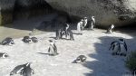 Pinguine in Simon\'s Town
