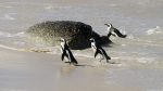 Pinguine in Simon\'s Town