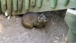 Klippschliefer (Dassie) in Simon\'s Town