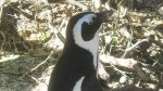 Pinguin in Simon\'s Town