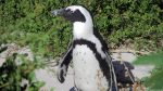 Pinguin in Simon\'s Town