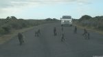 Paviane am Cape Point