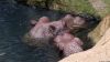 Gold Reef City: Nilpferde (Attrappen)