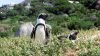 Pinguine in Simon's Town