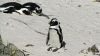 Pinguine in Simon's Town