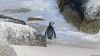 Pinguine in Simon's Town