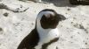 Pinguine in Simon's Town