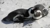 Pinguine in Simon's Town