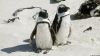 Pinguine in Simon's Town