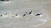 Pinguine in Simon's Town