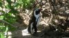 Pinguin in Simon's Town