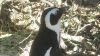 Pinguin in Simon's Town