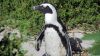 Pinguin in Simon's Town