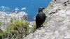 Vogel auf dem Tafelberg