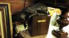Im Katzen-Kabinett