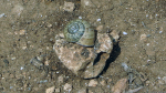 Schnecke