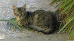 Katze beim Hotel