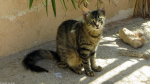 Katze beim Hotel
