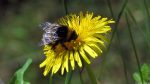 Hummel bei der Arbeit